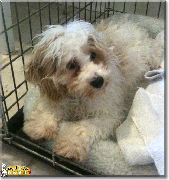 Maggie the Cocker Spaniel, Miniature Poodle mix, the Dog of the Day