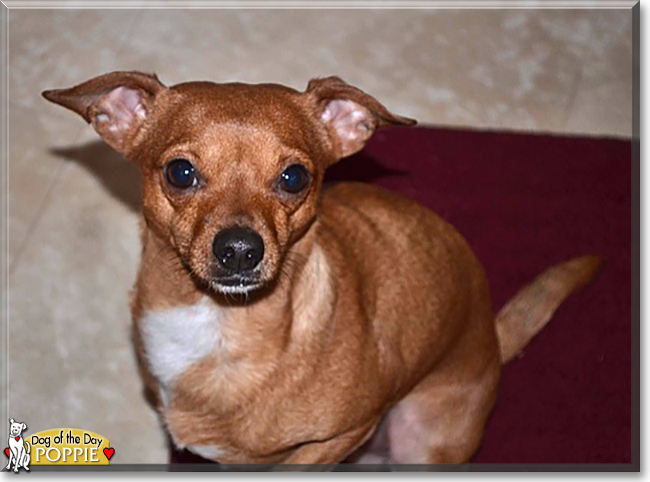 Poppie the Chihuahua mix, the Dog of the Day