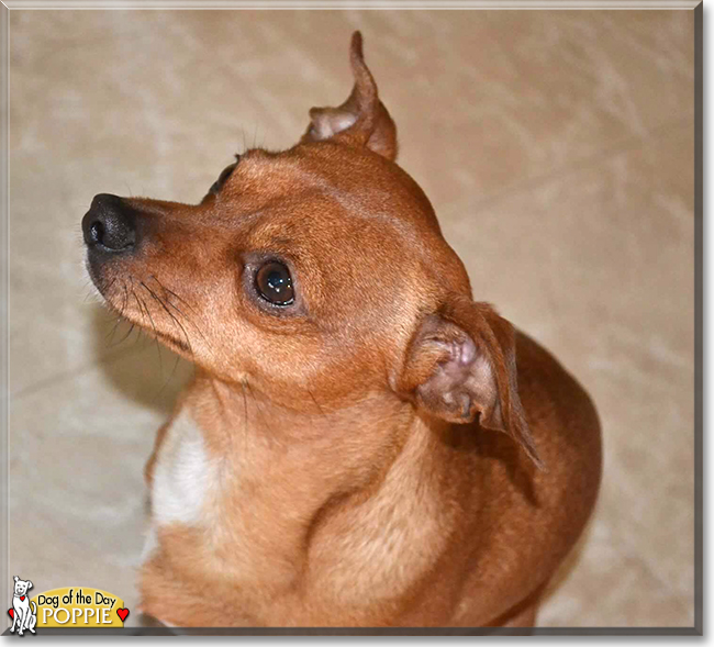 Poppie the Chihuahua mix, the Dog of the Day