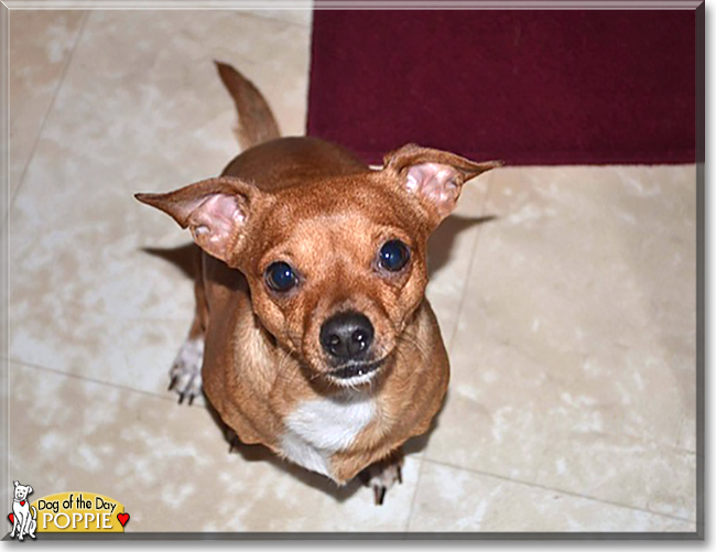 Poppie the Chihuahua mix, the Dog of the Day