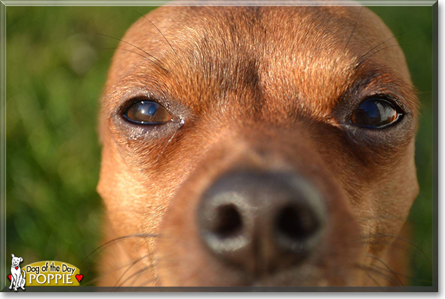 Poppie the Chihuahua mix, the Dog of the Day