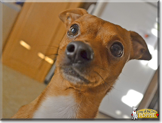 Poppie the Chihuahua mix, the Dog of the Day