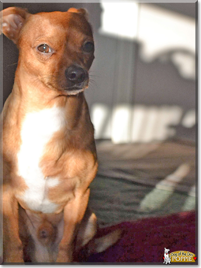 Poppie the Chihuahua mix, the Dog of the Day