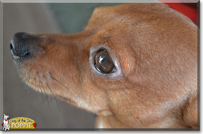 Poppie the Chihuahua mix, the Dog of the Day