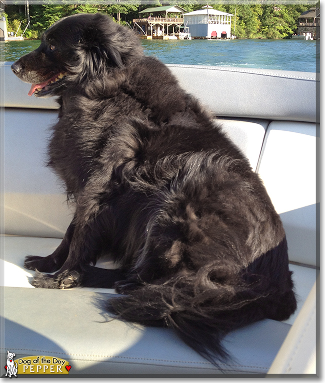 Pepper the Border Collie mix, the Dog of the Day