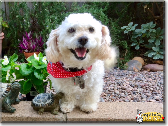 Daisy the Poodle mix, the Dog of the Day