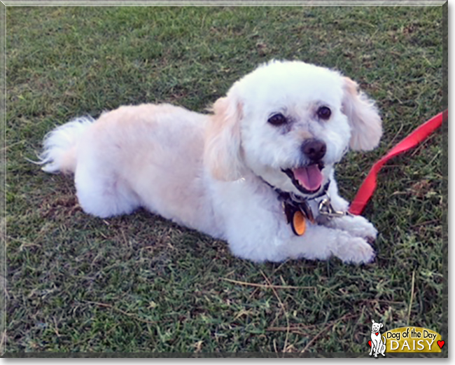 Daisy the Poodle mix, the Dog of the Day