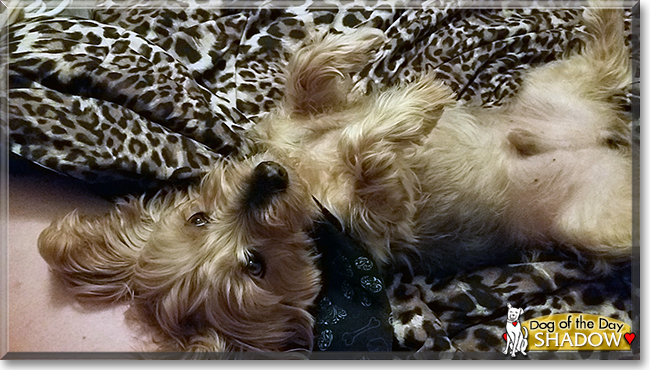 Shadow the Australian Silky Terrier/Yorkshire Terrier mix, the Dog of the Day