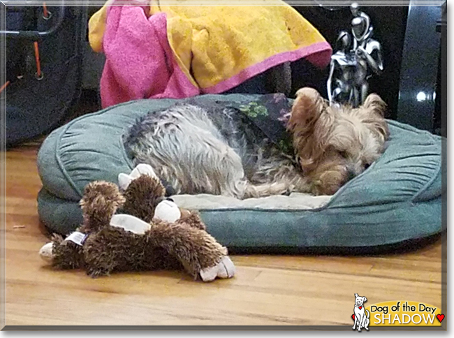 Shadow the Australian Silky Terrier/Yorkshire Terrier mix, the Dog of the Day