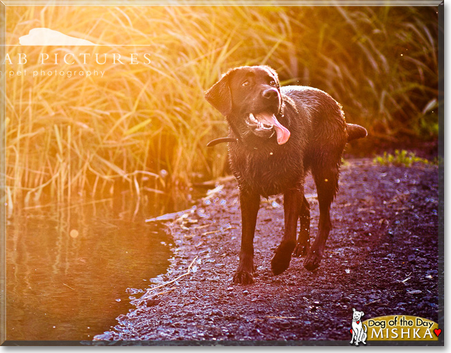 Mishka the Labrador Retriever, the Dog of the Day