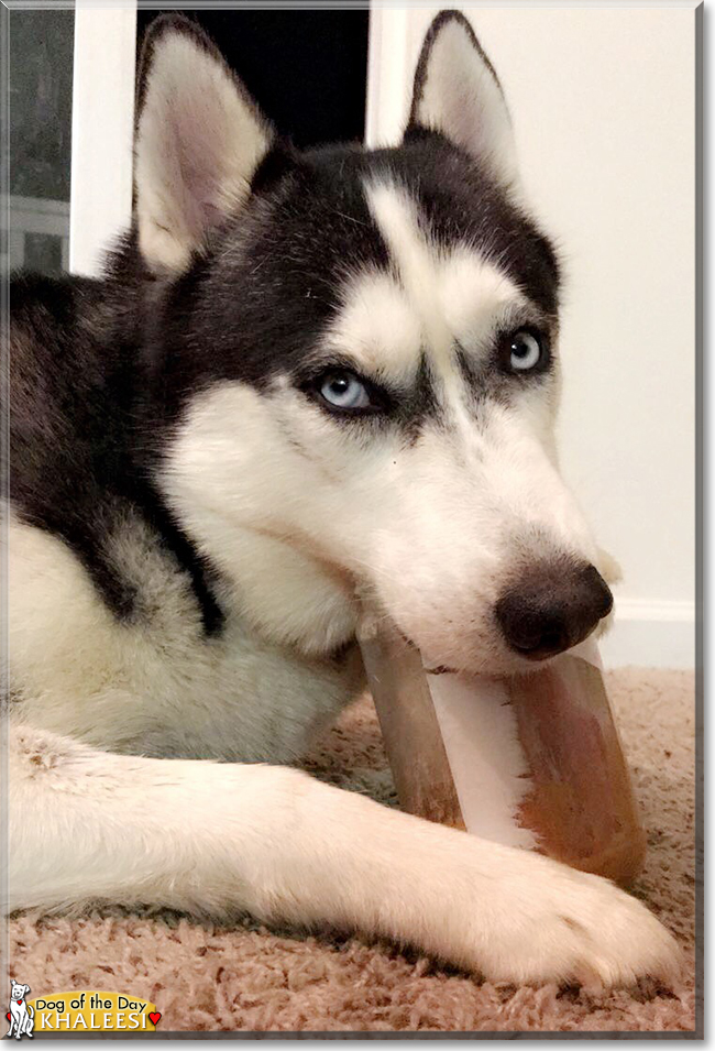 Khaleesi the Siberian Husky, the Dog of the Day