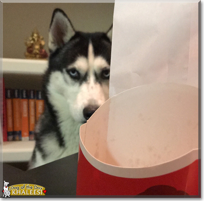 Khaleesi the Siberian Husky, the Dog of the Day