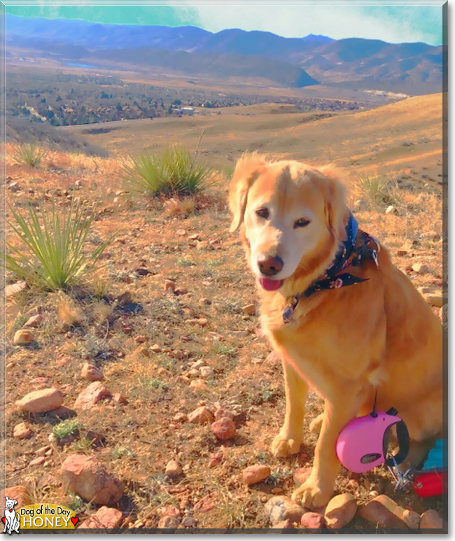 Honey the Golden Retriever mix, the Dog of the Day