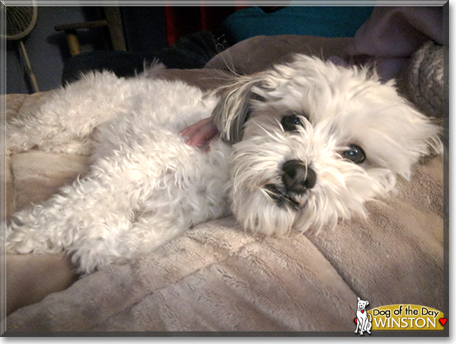 Winston the Lhasa Apso, Bichon Frise mix, the Dog of the Day