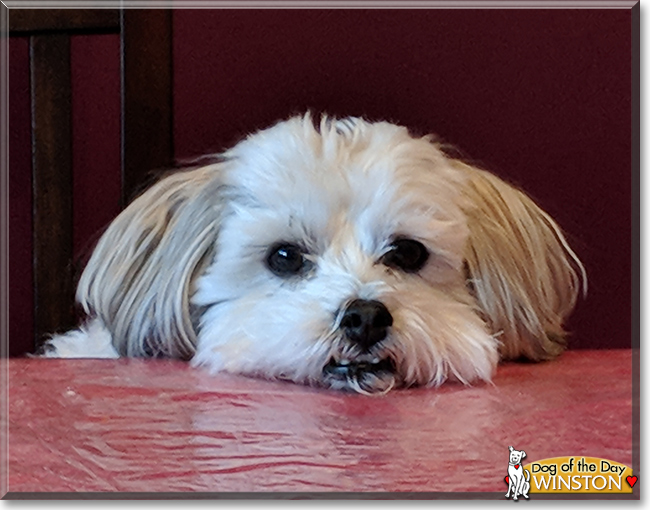 Winston the Lhasa Apso, Bichon Frise mix, the Dog of the Day