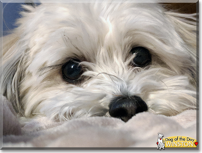 Winston the Lhasa Apso, Bichon Frise mix, the Dog of the Day