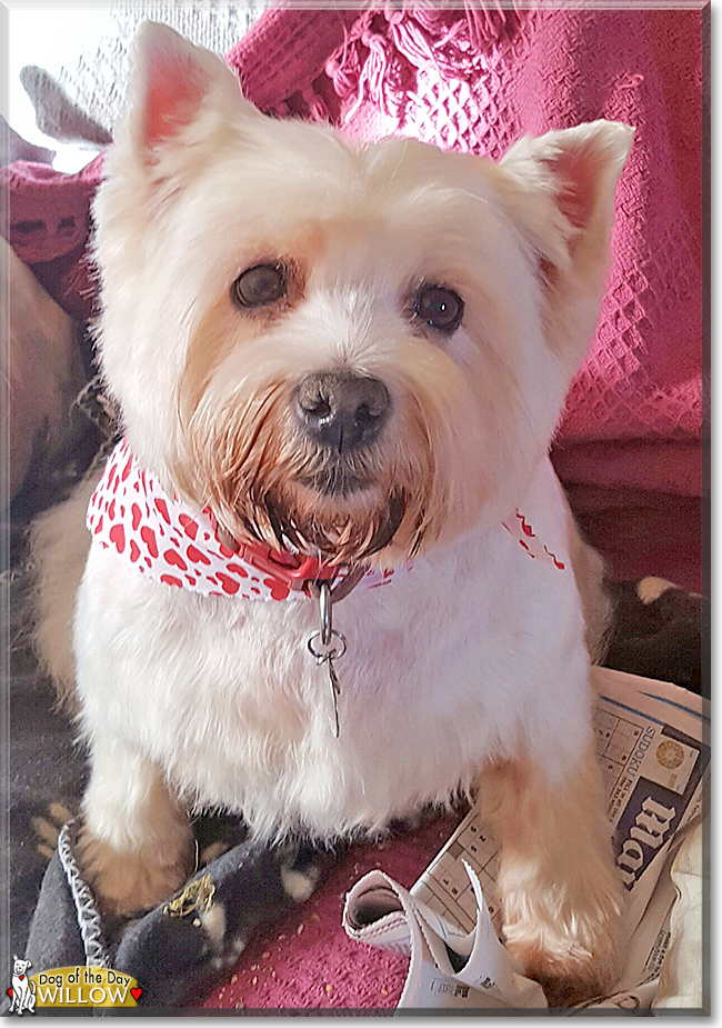 Willow the West Highland White Terrier, the Dog of the Day