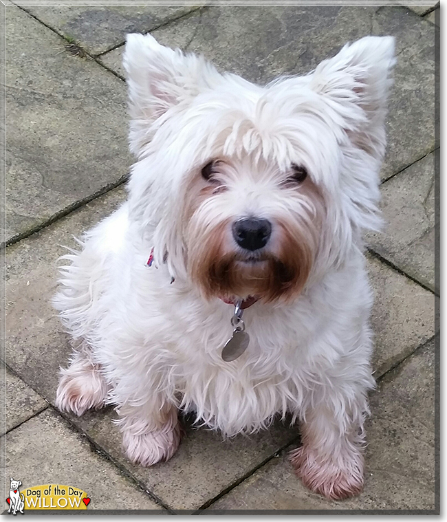 Willow the West Highland White Terrier, the Dog of the Day