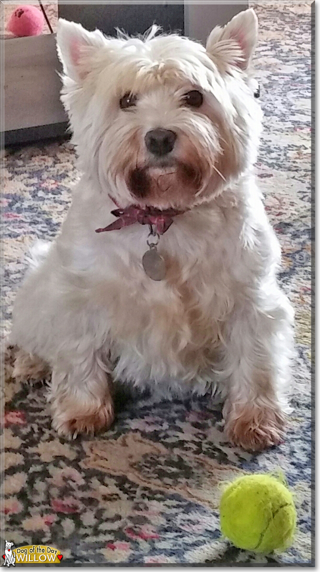 Willow the West Highland White Terrier, the Dog of the Day