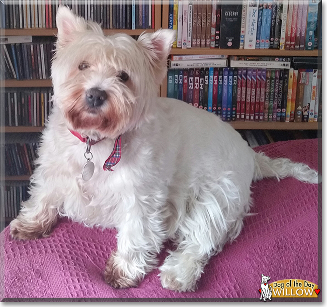 Willow the West Highland White Terrier, the Dog of the Day