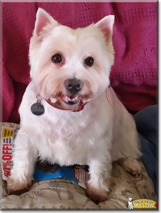 Willow the West Highland White Terrier, the Dog of the Day