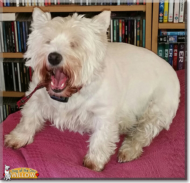 Willow the West Highland White Terrier, the Dog of the Day