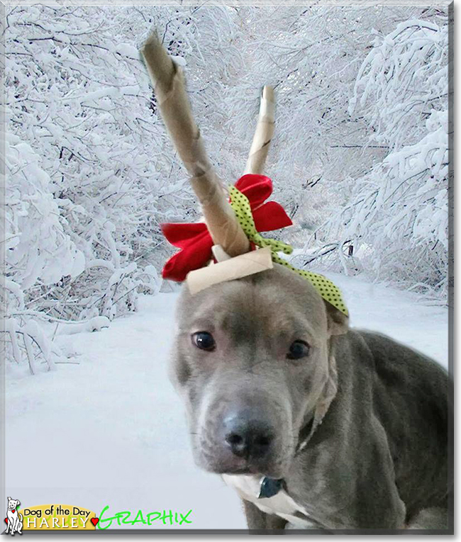 Harley the Pitbull Terrier, the Dog of the Day