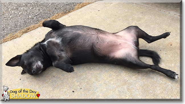 Shadow the Schipperke, Chihuahua mix, the Dog of the Day