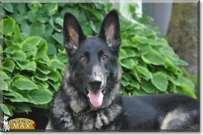 Max the German Shepherd Dog, the Dog of the Day