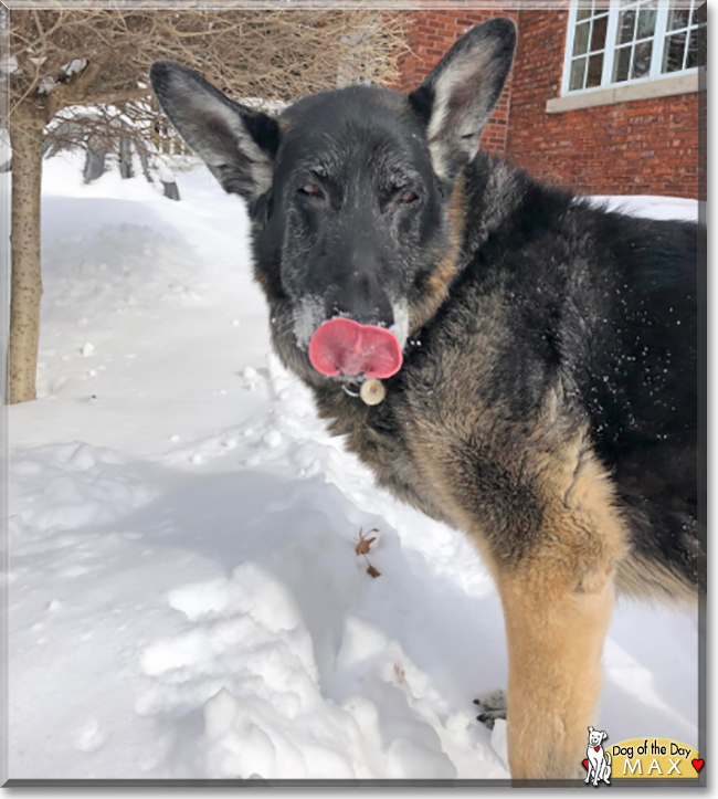 Max the German Shepherd Dog, the Dog of the Day