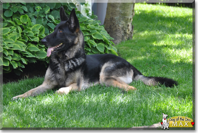 Max the German Shepherd Dog, the Dog of the Day