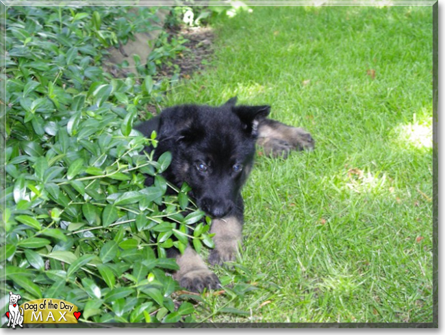 Max the German Shepherd Dog, the Dog of the Day