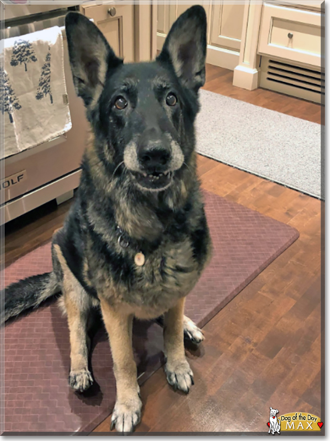 Max the German Shepherd Dog, the Dog of the Day