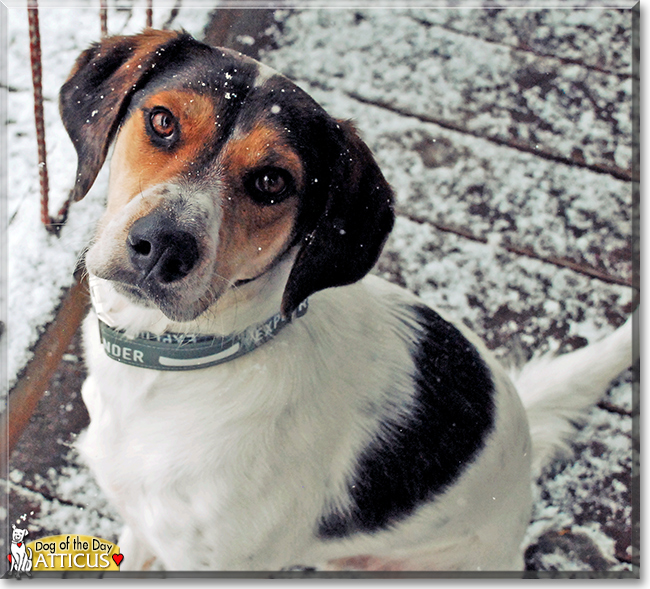 Atticus the Treeing Walker Coonhound, the Dog of the Day