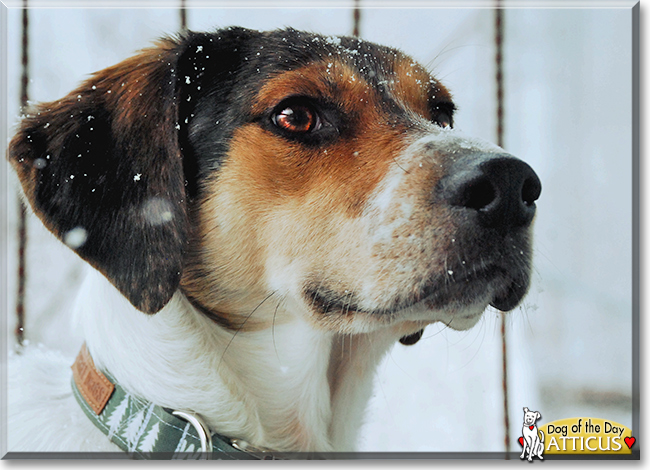 Atticus the Treeing Walker Coonhound, the Dog of the Day