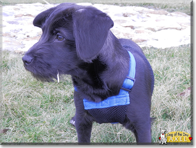 Axel the Miniature Schnauzer, the Dog of the Day