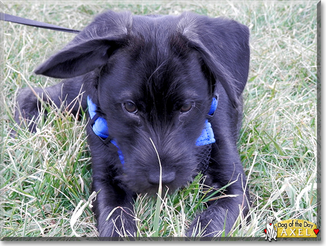 Axel the Miniature Schnauzer, the Dog of the Day