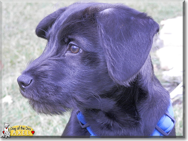 Axel the Miniature Schnauzer, the Dog of the Day