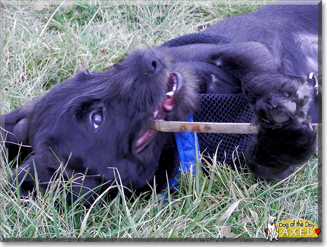 Axel the Miniature Schnauzer, the Dog of the Day