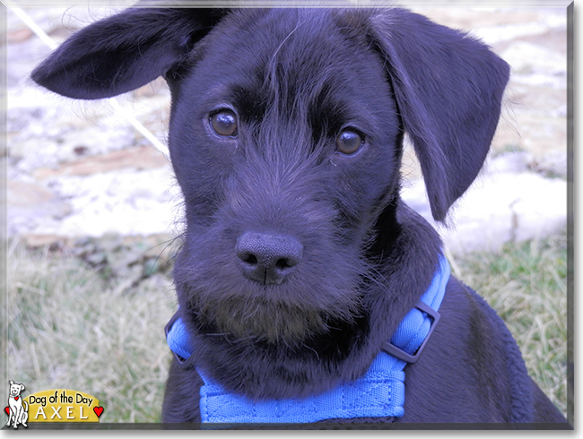 Axel the Miniature Schnauzer, the Dog of the Day