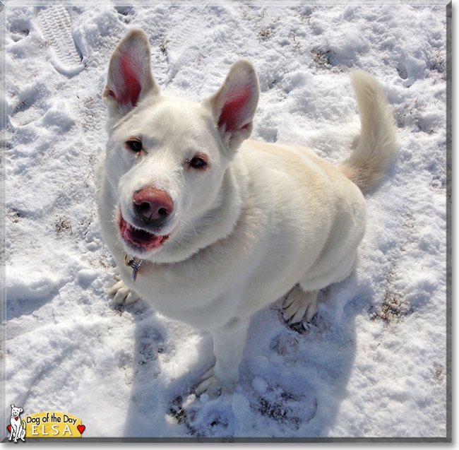 Elsa the German Shepherd, Akita mix, the Dog of the Day