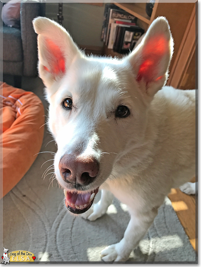 Elsa the German Shepherd, Akita mix, the Dog of the Day