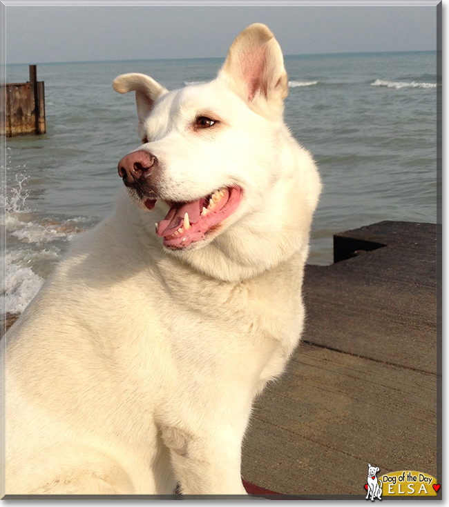 Elsa the German Shepherd, Akita mix, the Dog of the Day