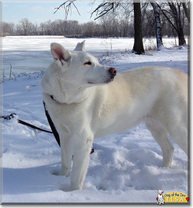 Elsa the German Shepherd, Akita mix, the Dog of the Day