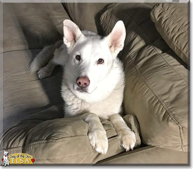 Elsa the German Shepherd, Akita mix, the Dog of the Day