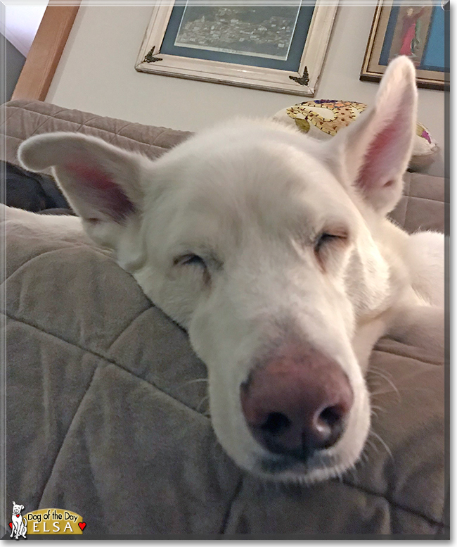 Elsa the German Shepherd, Akita mix, the Dog of the Day