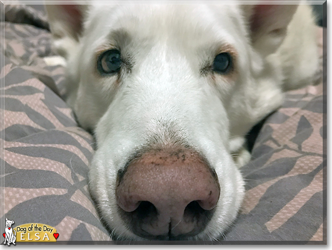 Elsa the German Shepherd, Akita mix, the Dog of the Day