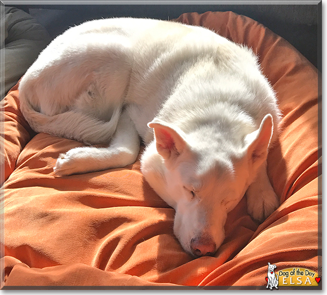 Elsa the German Shepherd, Akita mix, the Dog of the Day