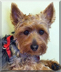 Shadow the Australian Silky Terrier/Yorkshire Terrier mix