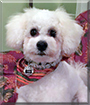 Tiki the Bichon Frise